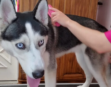 Questo studio mostra la verità dietro la toilettatura degli husky