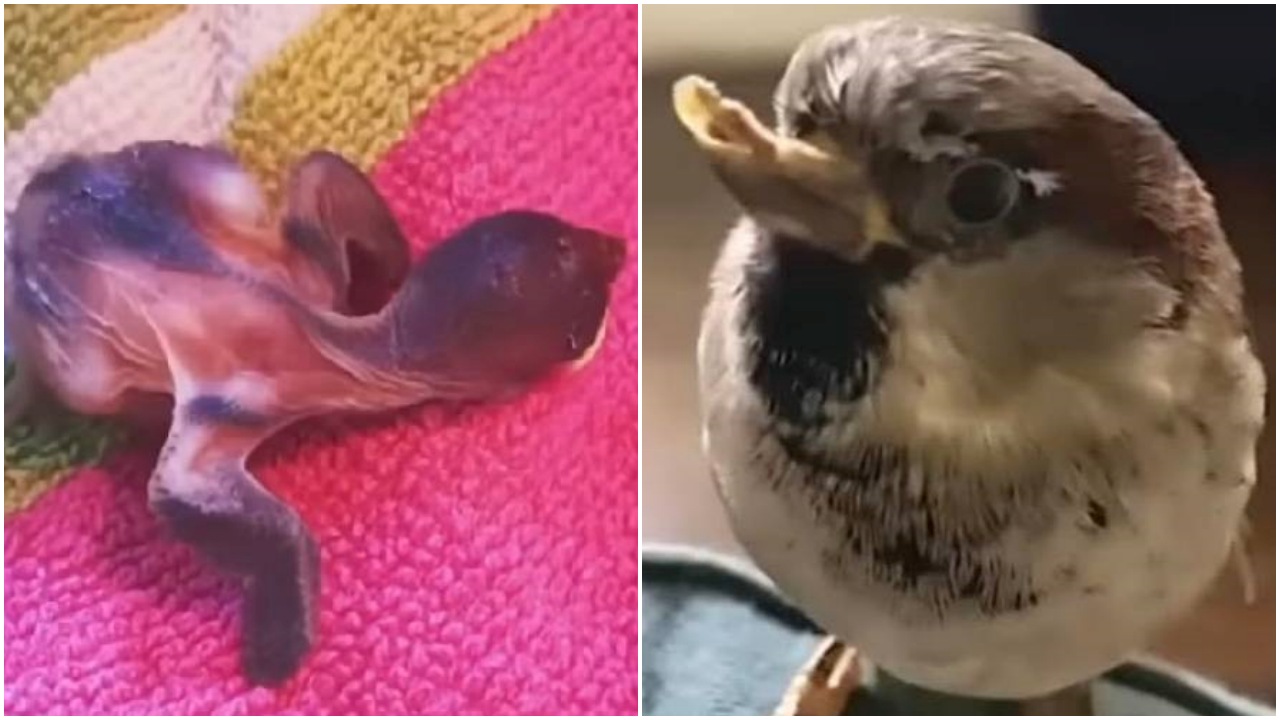 Uccellino ferito salvato da una donna