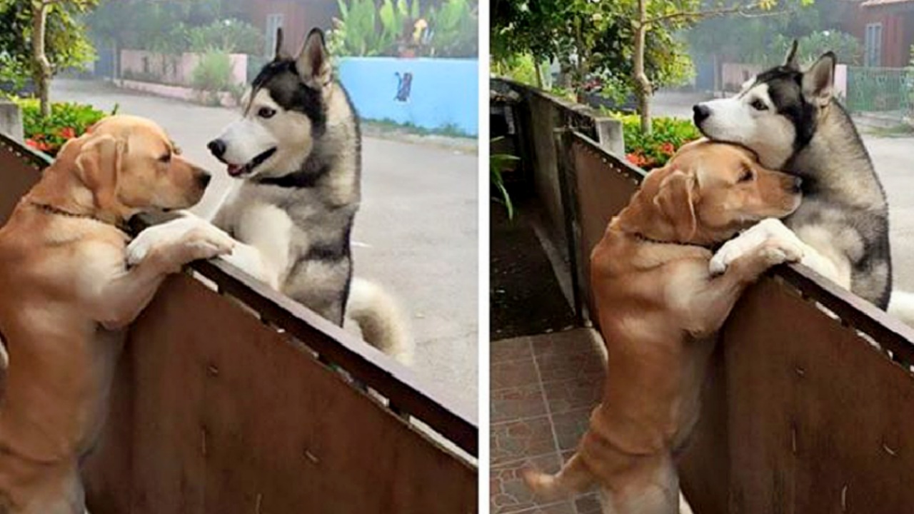 Un Husky ed un Labrador fanno amicizia