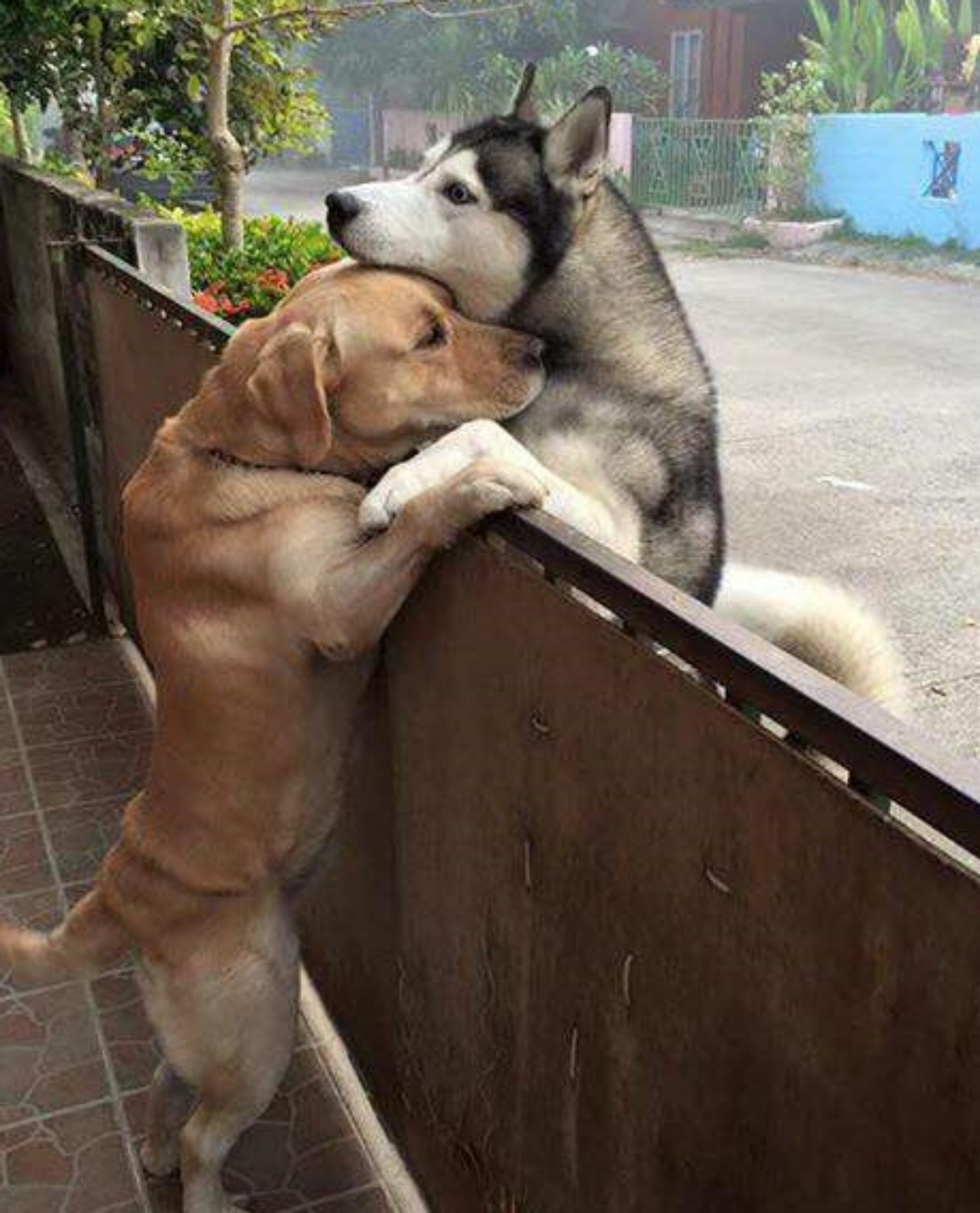 Un Husky ed un Labrador fanno amicizia