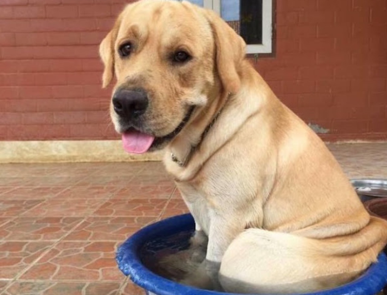 Un Husky ed un Labrador fanno amicizia