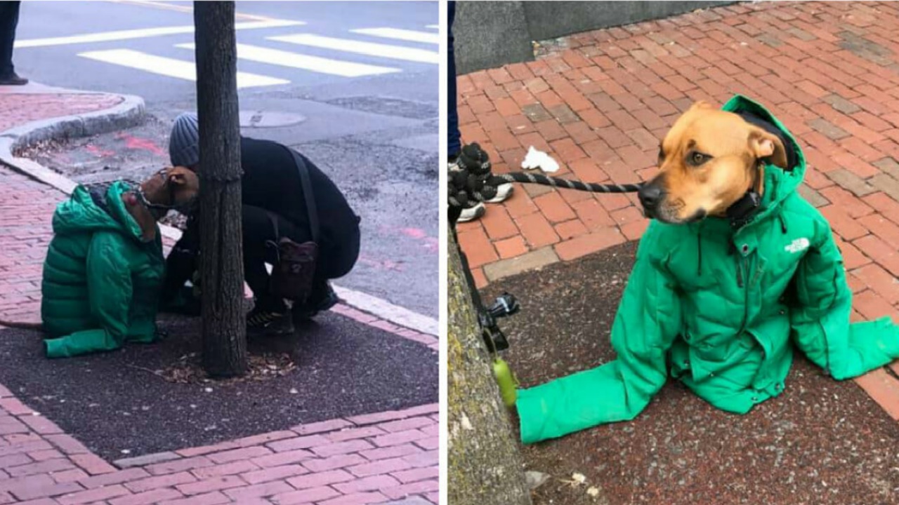 Un cane con la giacca conquista i passanti