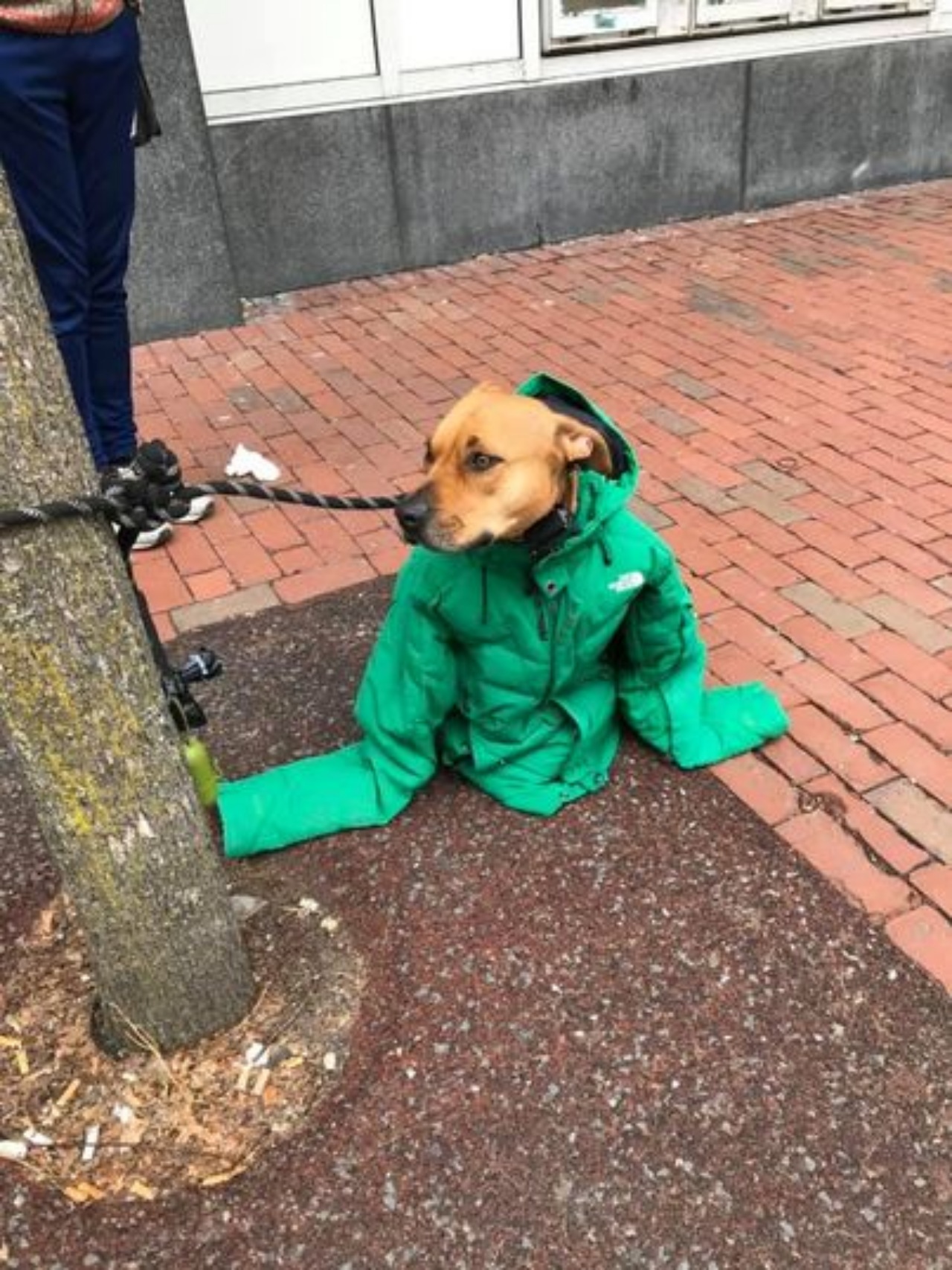Un cane con la giacca conquista i passanti
