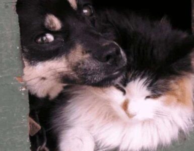 Cane e gatto vicini