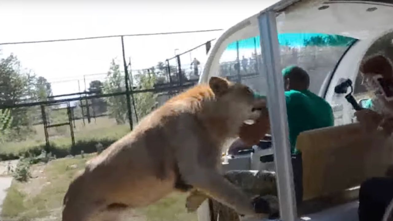 Leone invade auto turisti