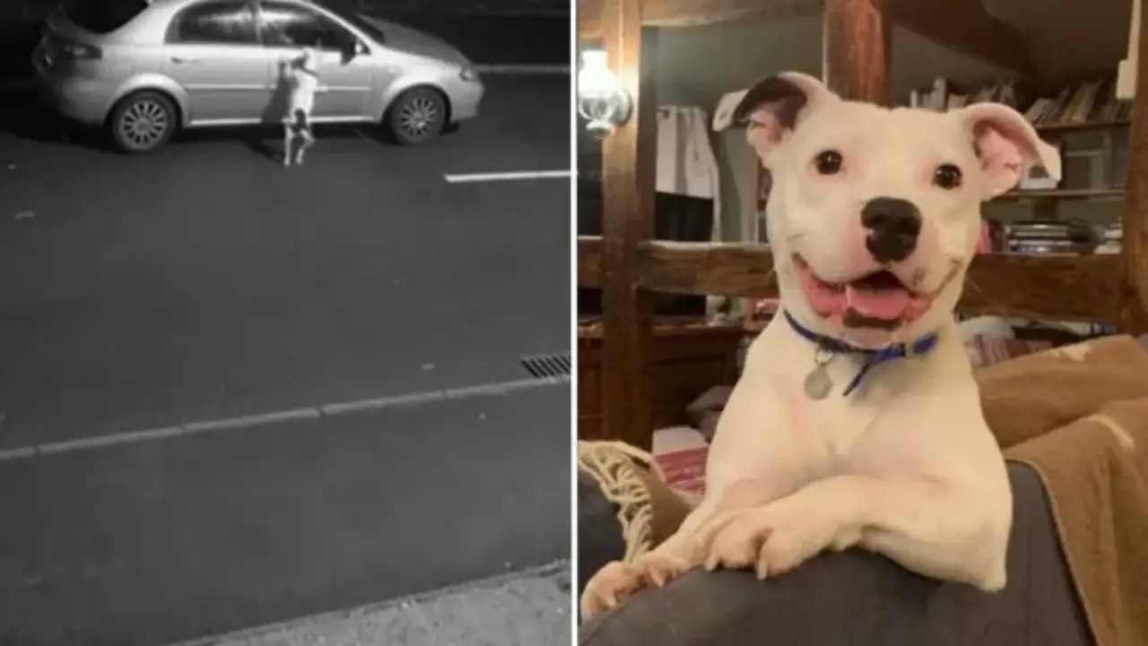 Uomo abbandona il cane in strada, ma le telecamere lo filmano