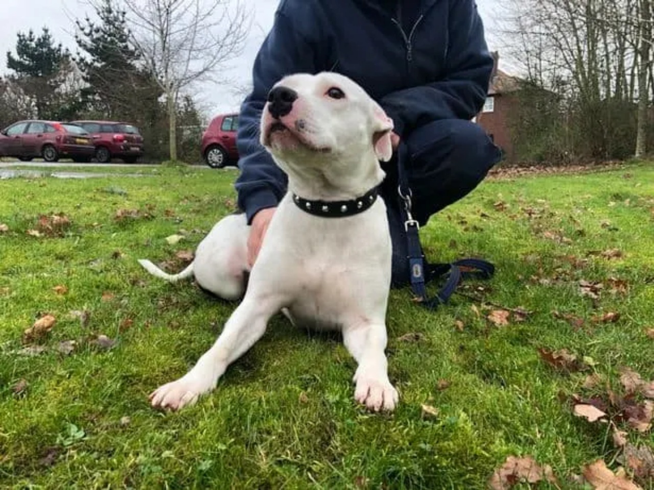 Uomo abbandona il cane in strada, ma le telecamere lo filmano