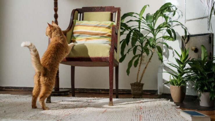 Urine di gatto: ecco come rimuovere l'odore