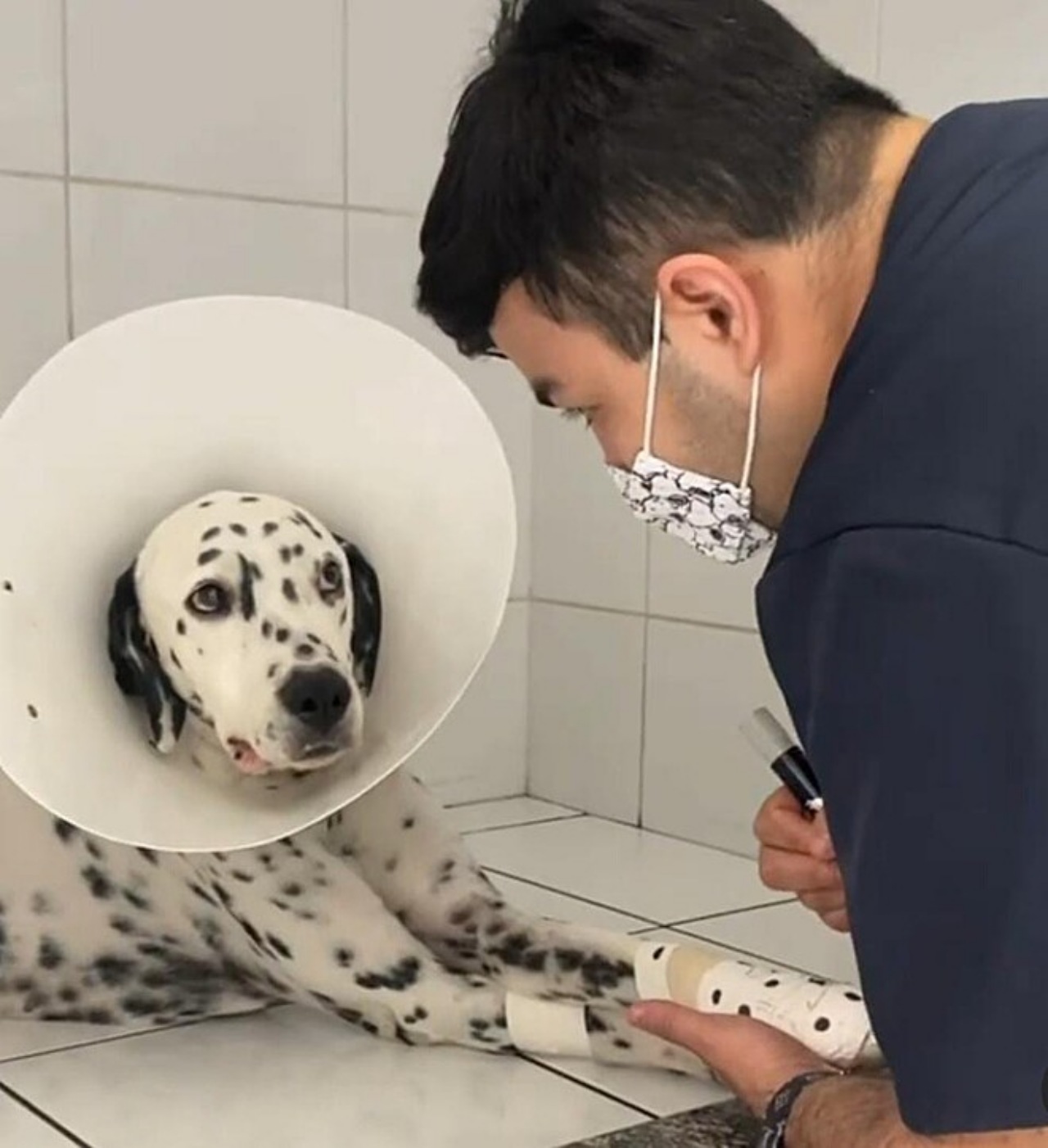 Veterinario dipinge la fasciatura di un Dalmata: disegna i pois per mimetizzarla con il mantello