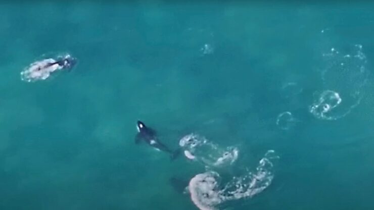 Orche assassine in acqua