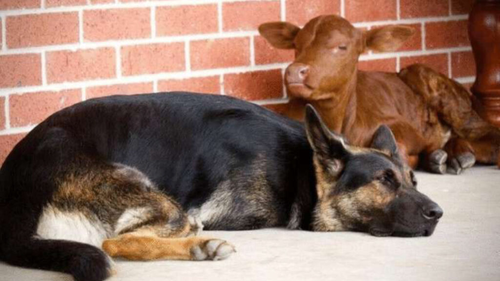 Il vitello ha subito fatto amicizia con la cagnolina della famiglia