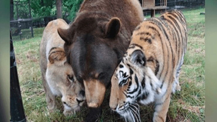 amicizia leone, orso e tigre