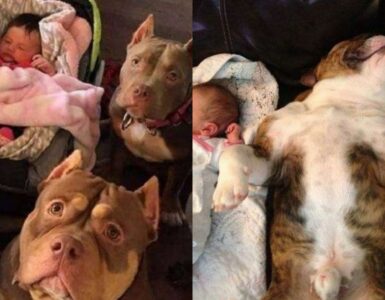 amore incondizionato tra cane e padrone