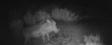Animali che condividono le cucce