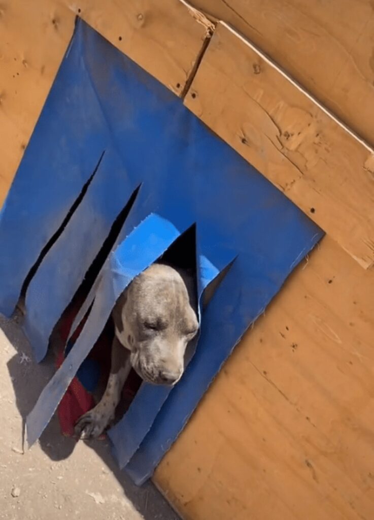 cane in cuccia con aria condizionata