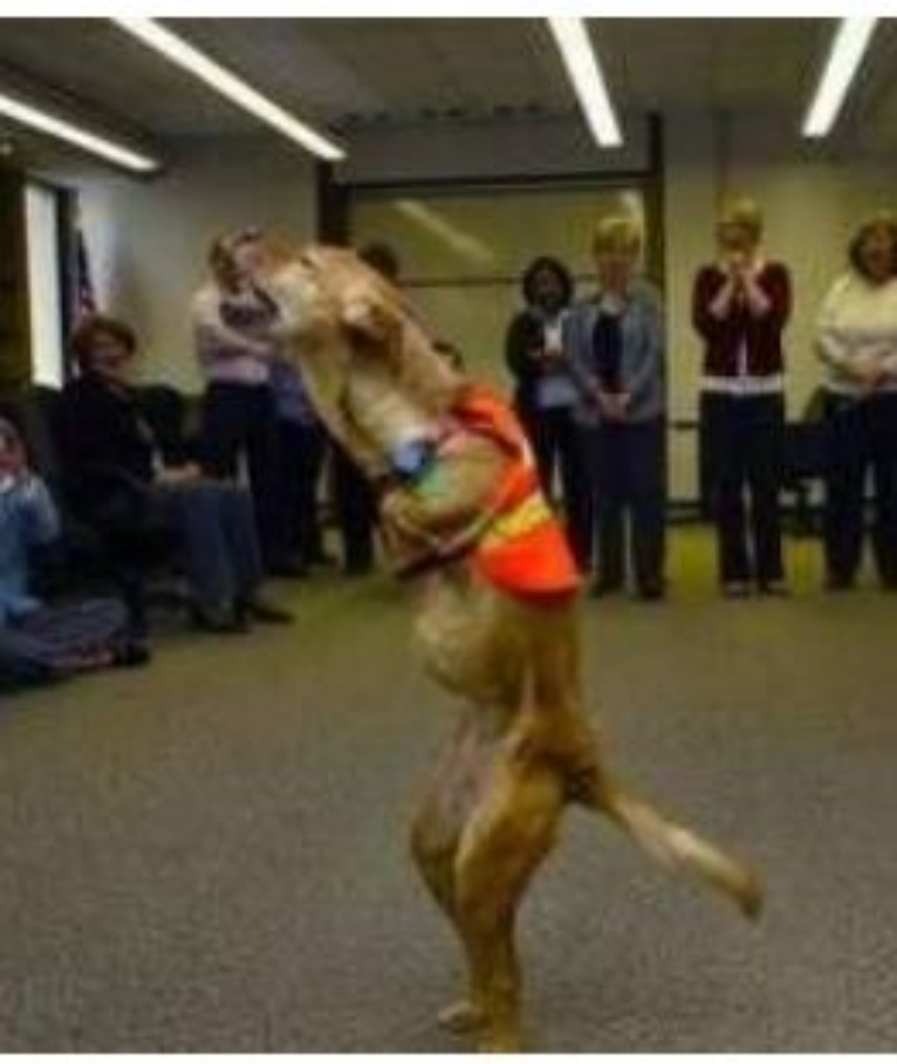 Un cane di nome Belief in una scuola