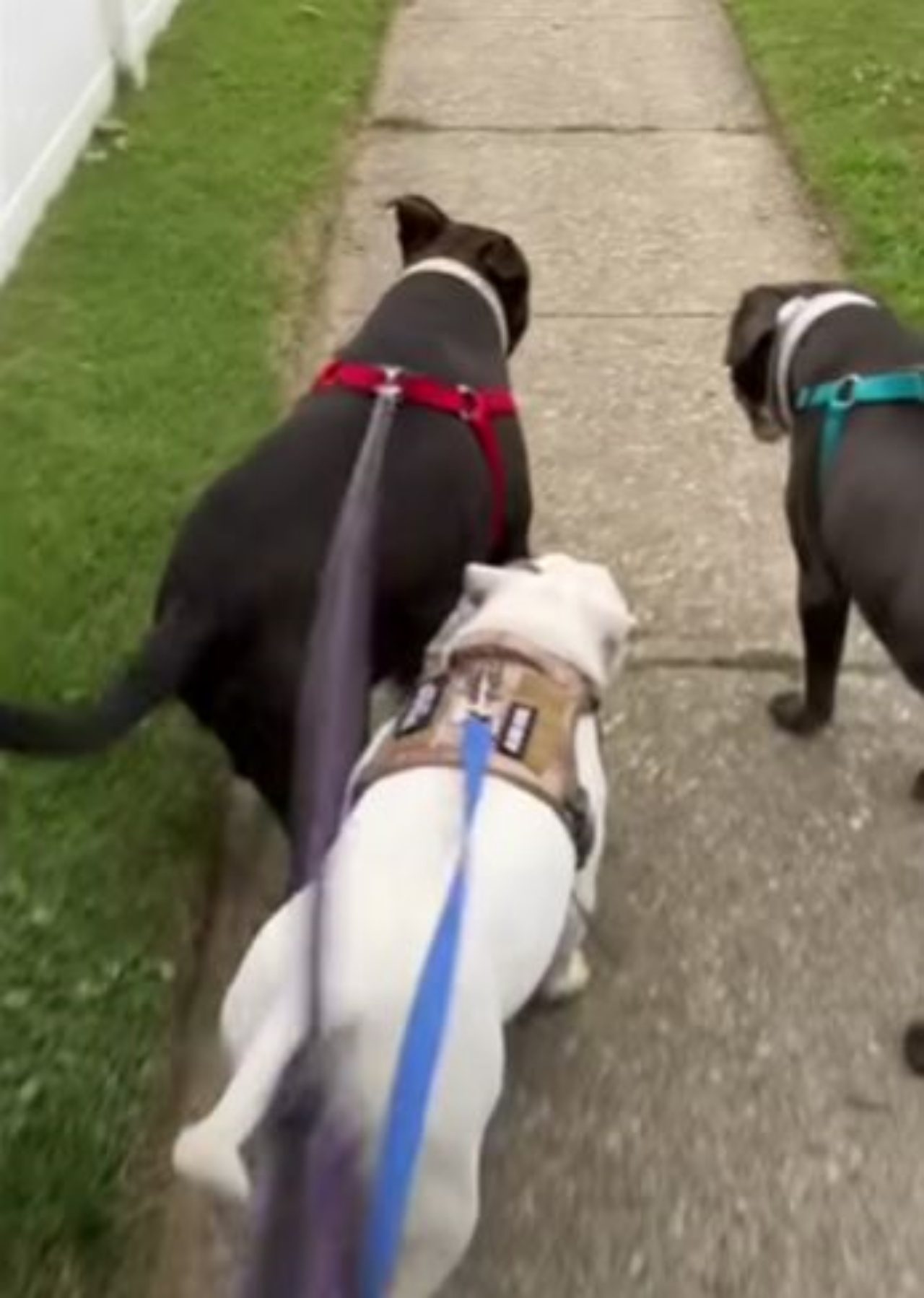 un cane al guinzaglio con i suoi fratelli