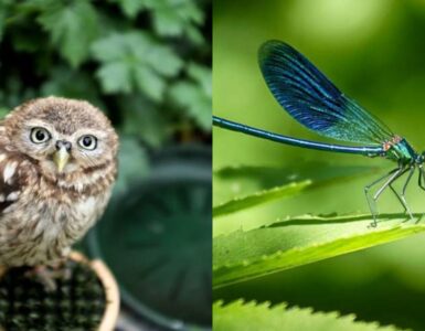 animali di buon auspicio