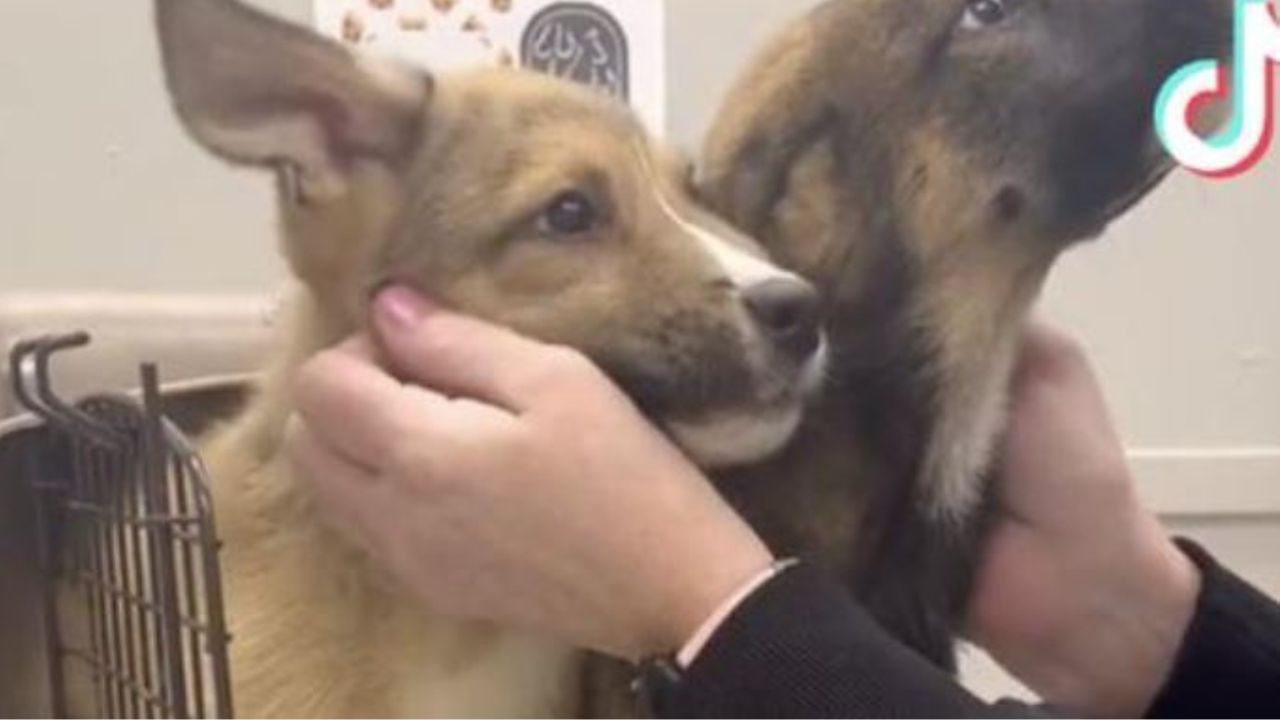 Due cagnolini di nome Blondie e Brownie
