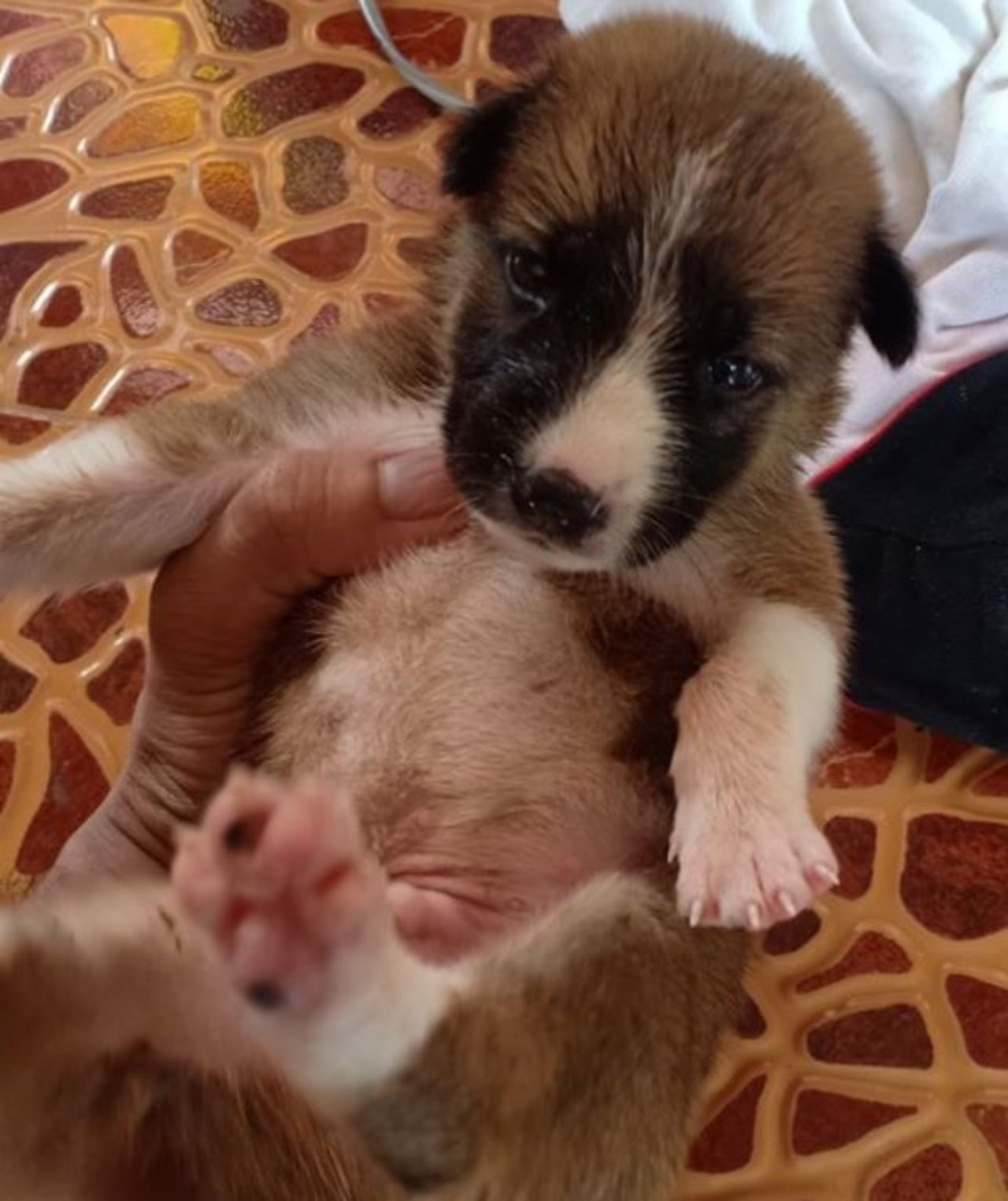 un cagnolino molto piccolo