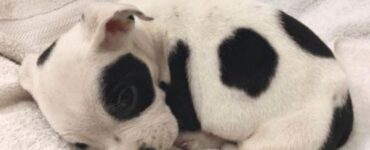 un cagnolino con macchie nere