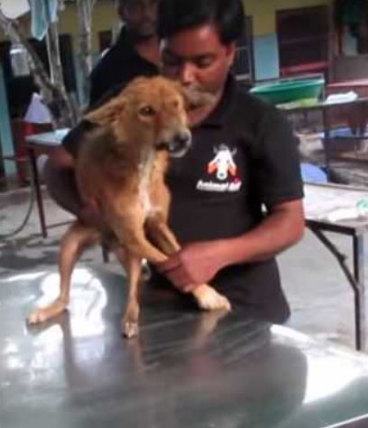 Un cane in clinica veterinaria