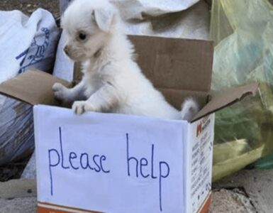 cagnolino triste scatola