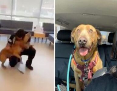 un cane con il suo papà adottivo