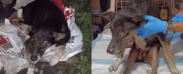 Cane intrappolato in un canale