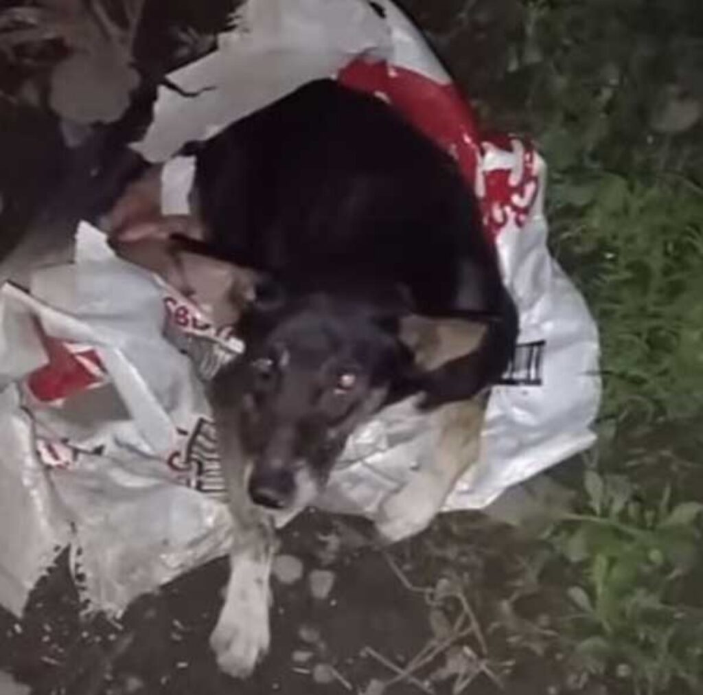 Cane intrappolato in un canale