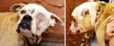 un cane senza un occhio