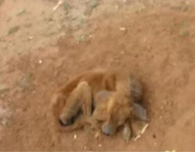 un cane randagio