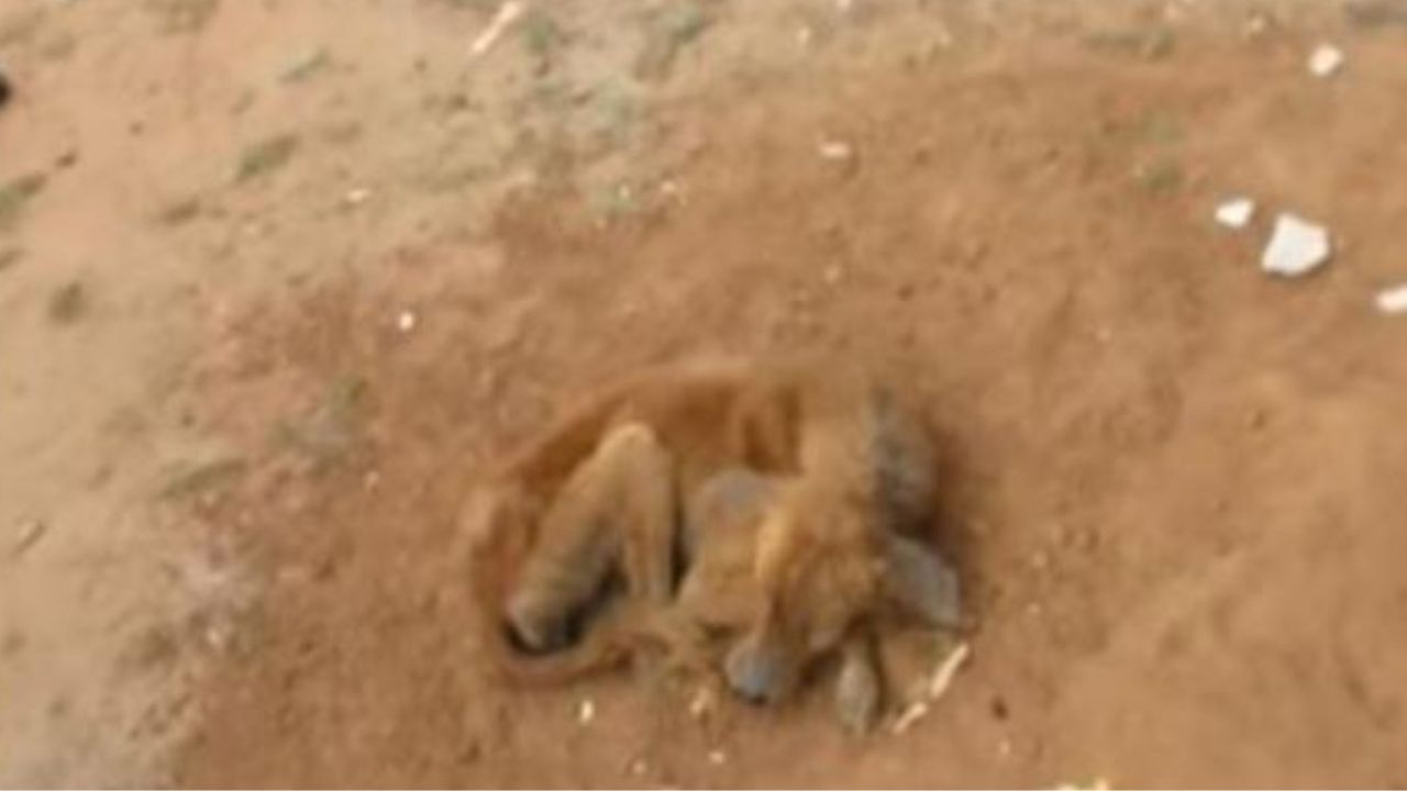 Un cane a terra malconcio