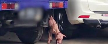 un cane malnutrito mangia