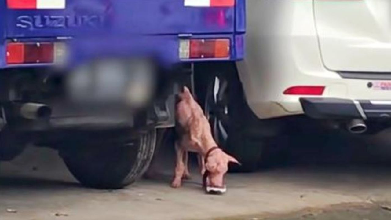 Un cane mangia in un parcheggio