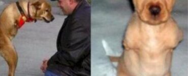 cucciolo di cane senza due zampe