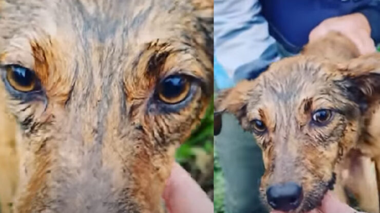 cane sotto il temporale