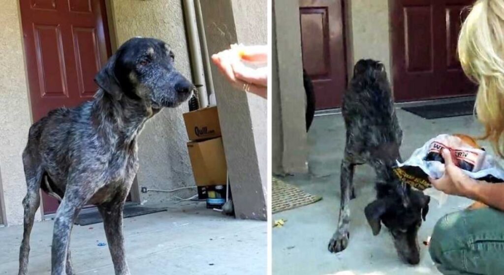 Cane viene abbandonato nuovamente