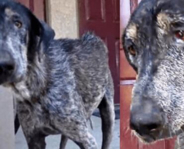 Cane viene abbandonato nuovamente