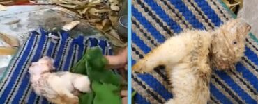 cane abbandonato coperta