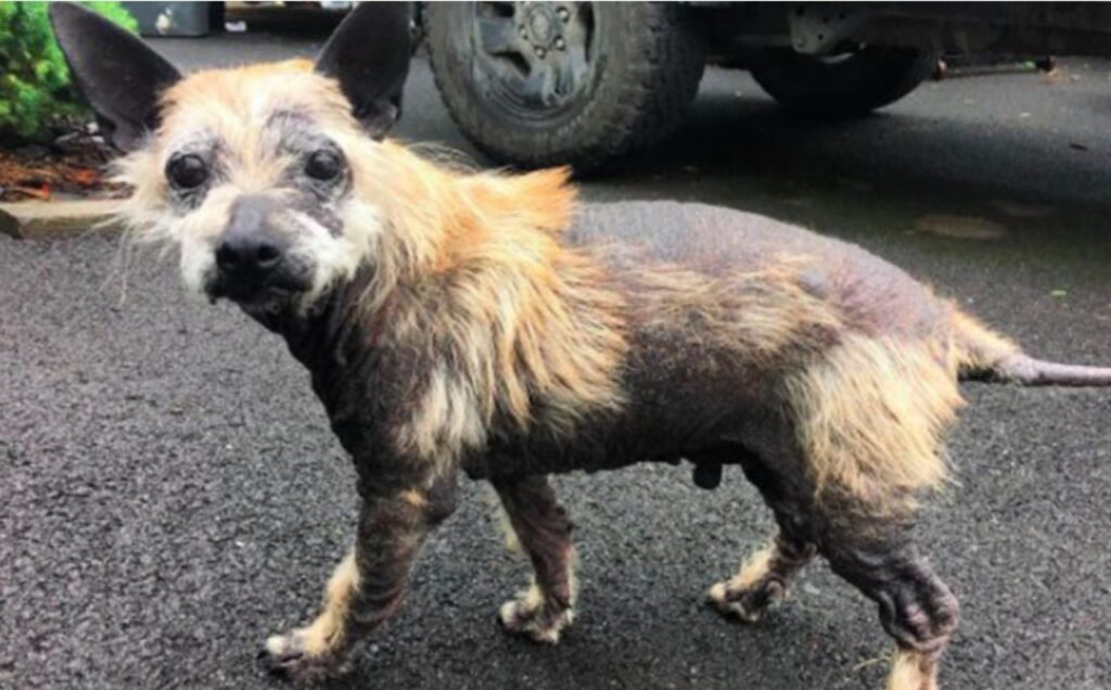 Cane chiede aiuto in una strada di campagna