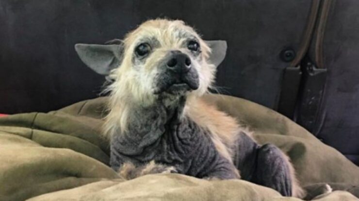 Cane chiede aiuto in una strada di campagna