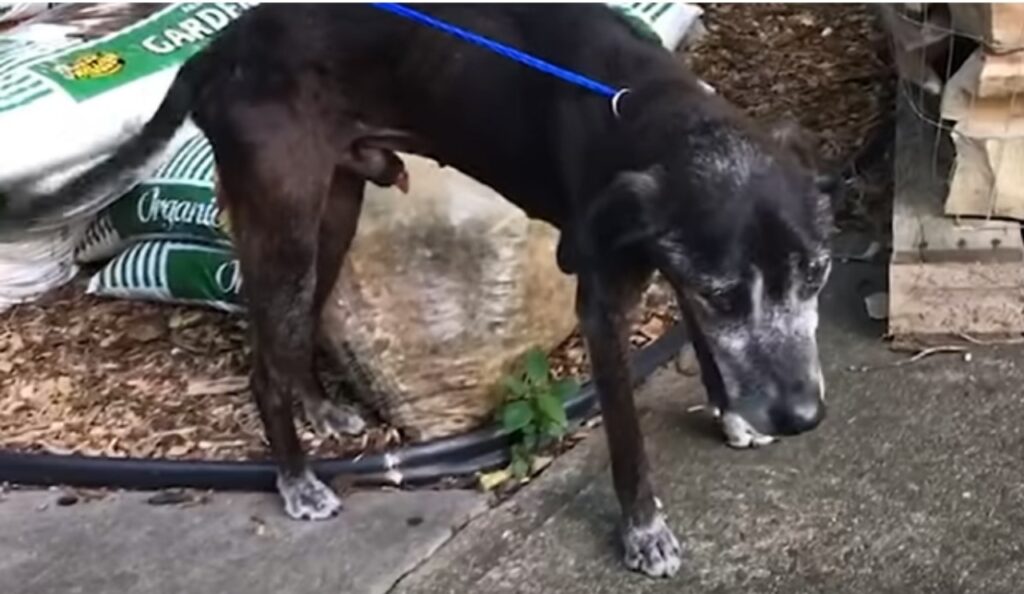 Cane trova una casa