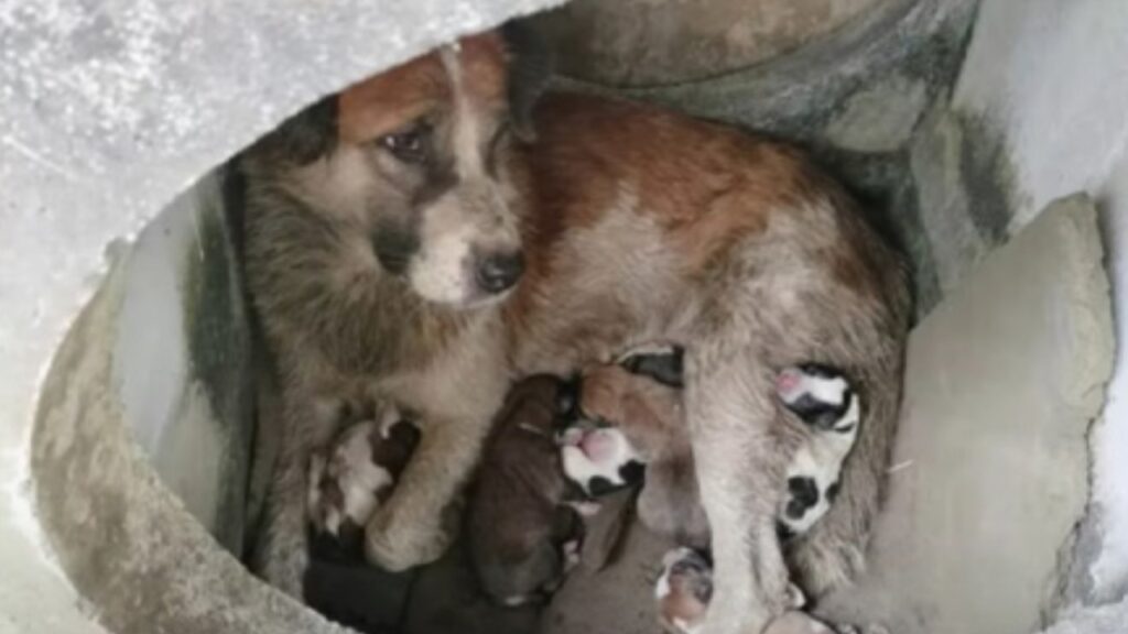 Cane partorisce tra i cespugli