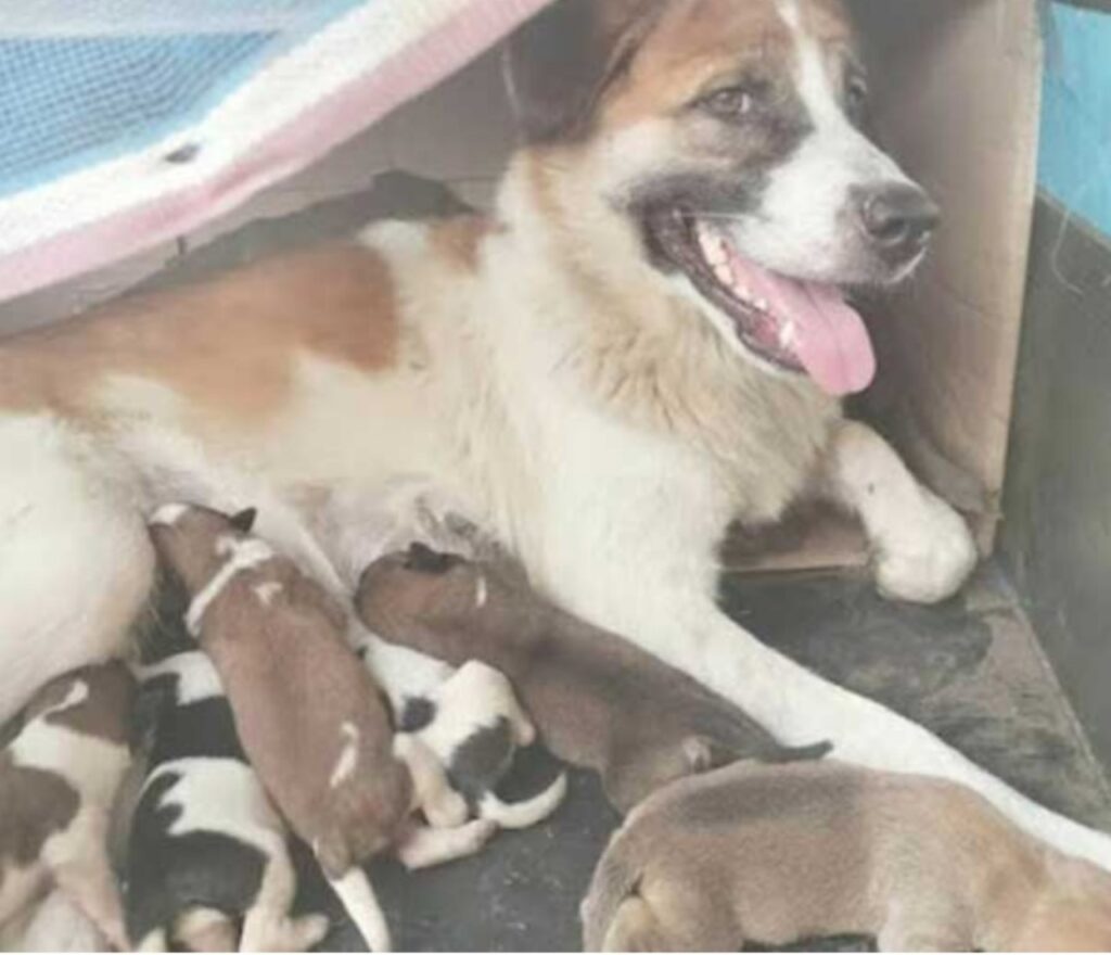 Cane partorisce tra i cespugli