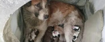 Cane partorisce tra i cespugli