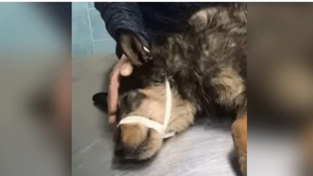 Cane diventa cieco dopo un incidente