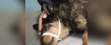 Cane diventa cieco dopo un incidente