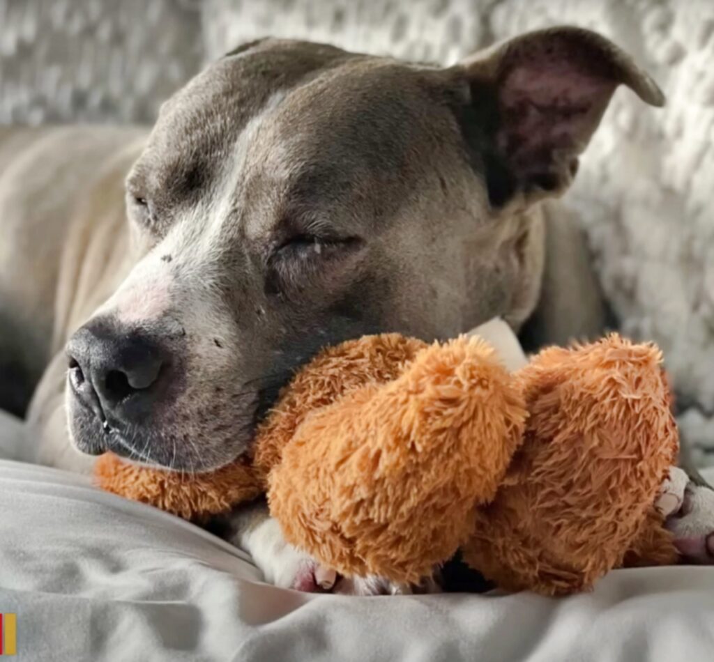 Il cane adesso vive una vita felice e spensieratezza