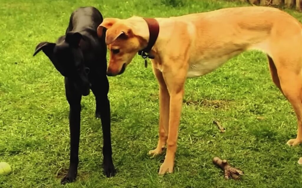 Cane trovato disteso sull'erba